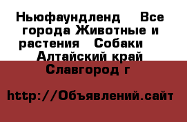 Ньюфаундленд  - Все города Животные и растения » Собаки   . Алтайский край,Славгород г.